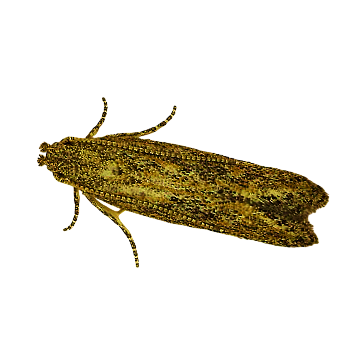 Keiferia lycopersicella
